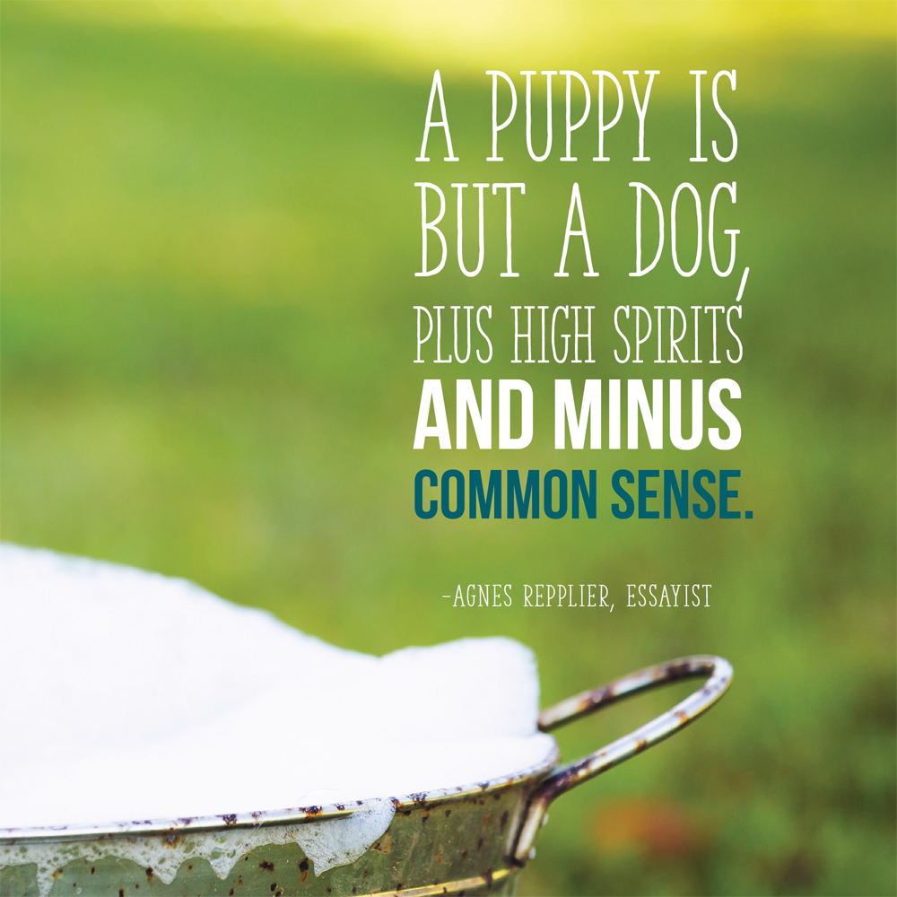 Dogs Will Be Dogs The Ultimate Dog Quote Book - photo 19