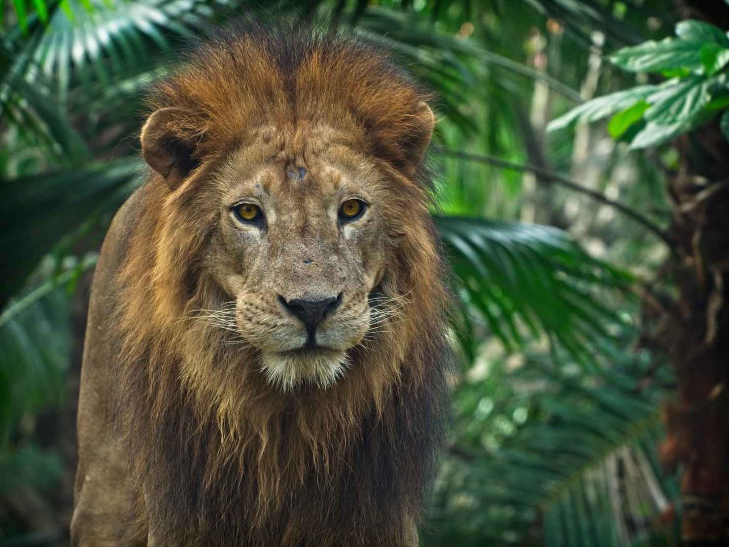 Introduction Lions are the mightiest of the big cats and are often called the - photo 2