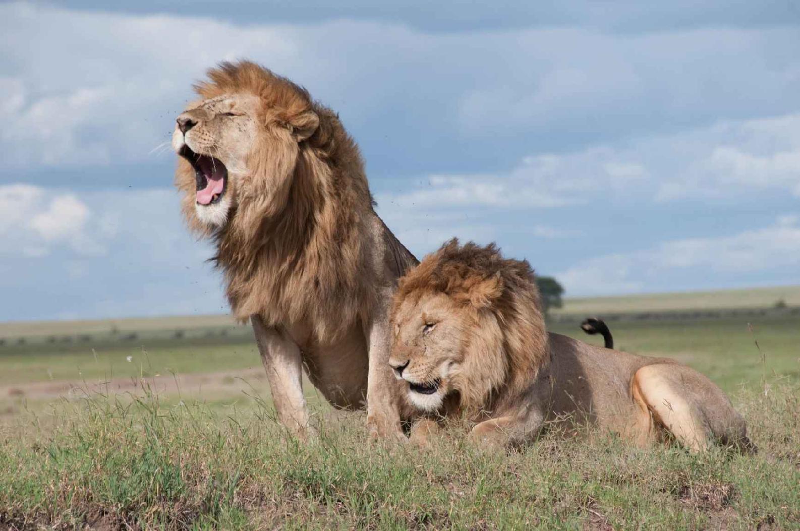 The roar of a lion can be heard 8 km 5 miles away Lions roar mostly at - photo 4