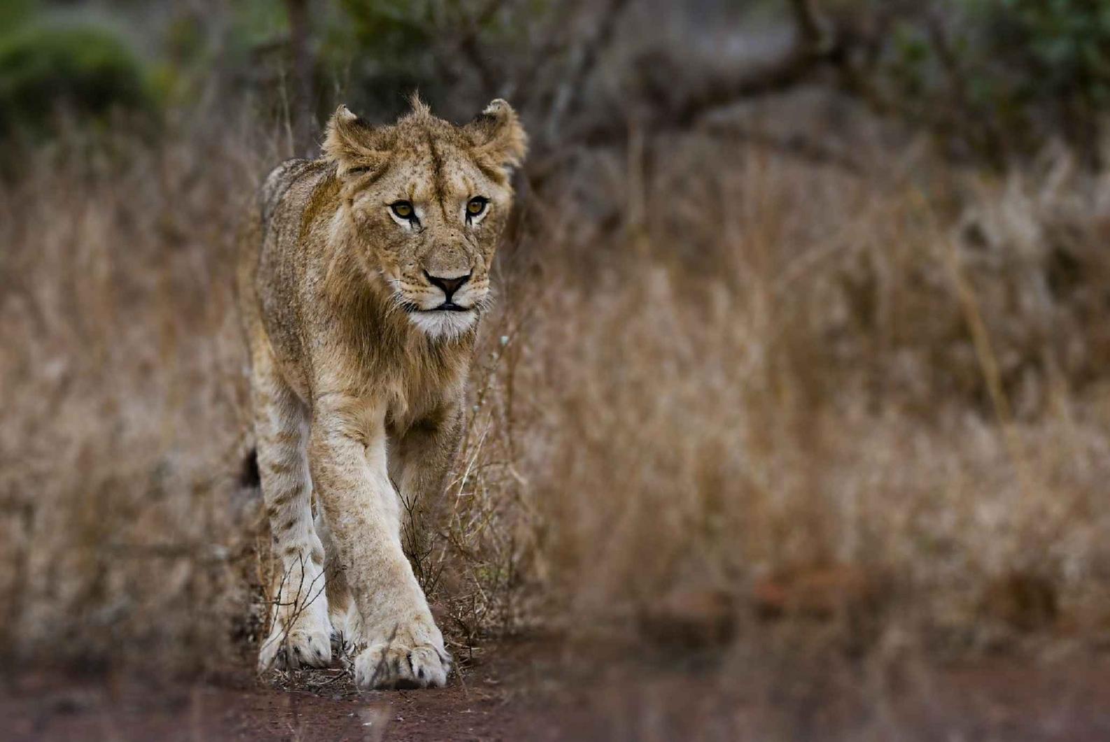 Researchers estimate there are 16500 and 47000 lions living in the wild in - photo 5