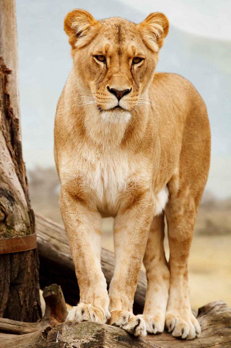 Most male West African lions in Pendjari National Park are either maneless or - photo 8