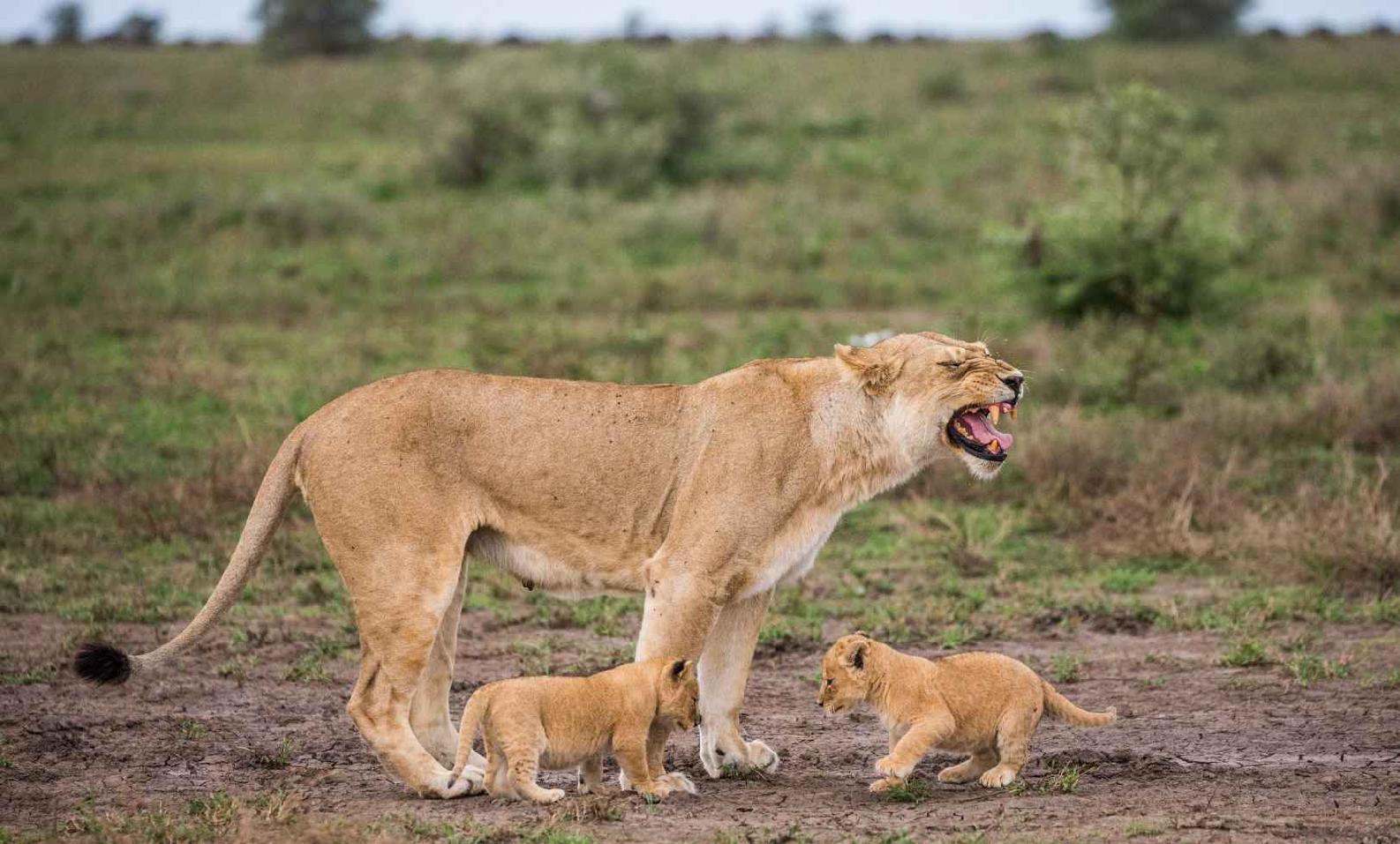 Lionesses are pregnant with cubs for around 35 months The typical number of - photo 10