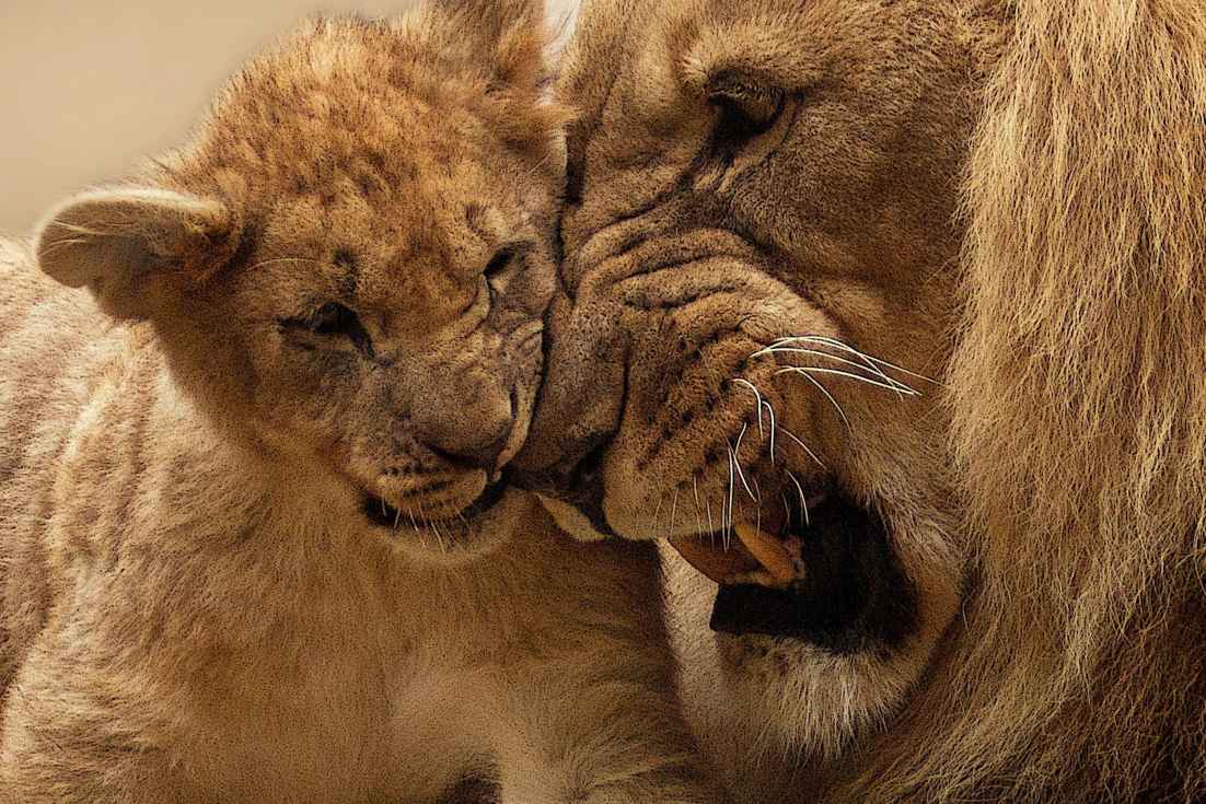 Lions cant properly roar until the age of two Lions are apex predators - photo 11