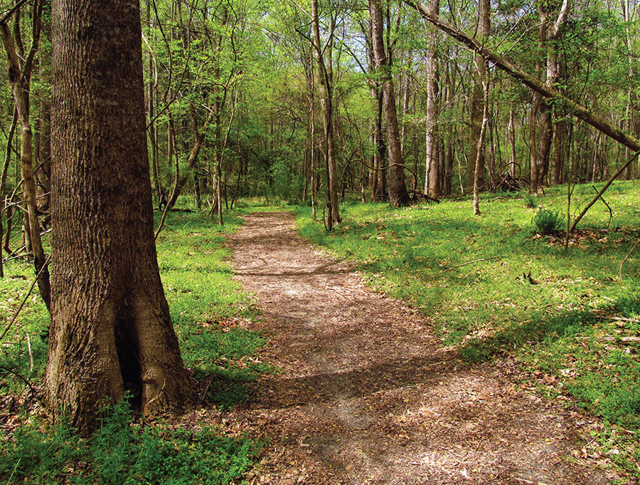 The Forest Demonstration Trail at Clemmons Educational State Forest is bordered - photo 3