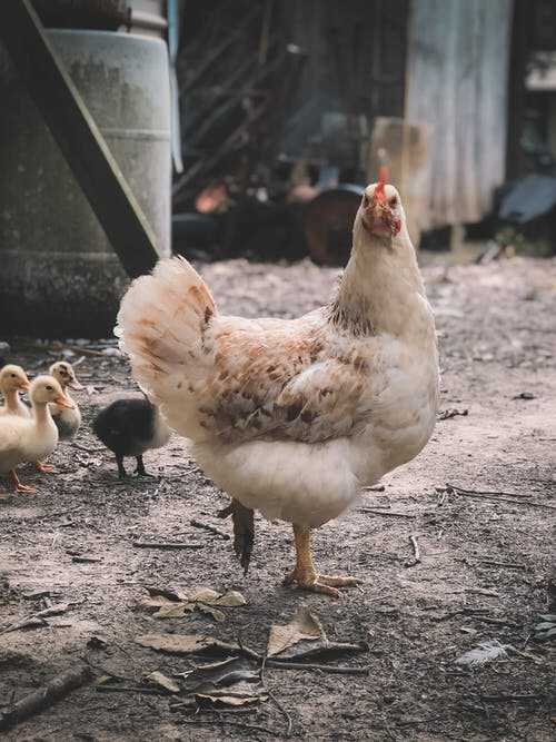 Chapter 1 What do Chickens need Space - a typical quarter lot can keep as - photo 5