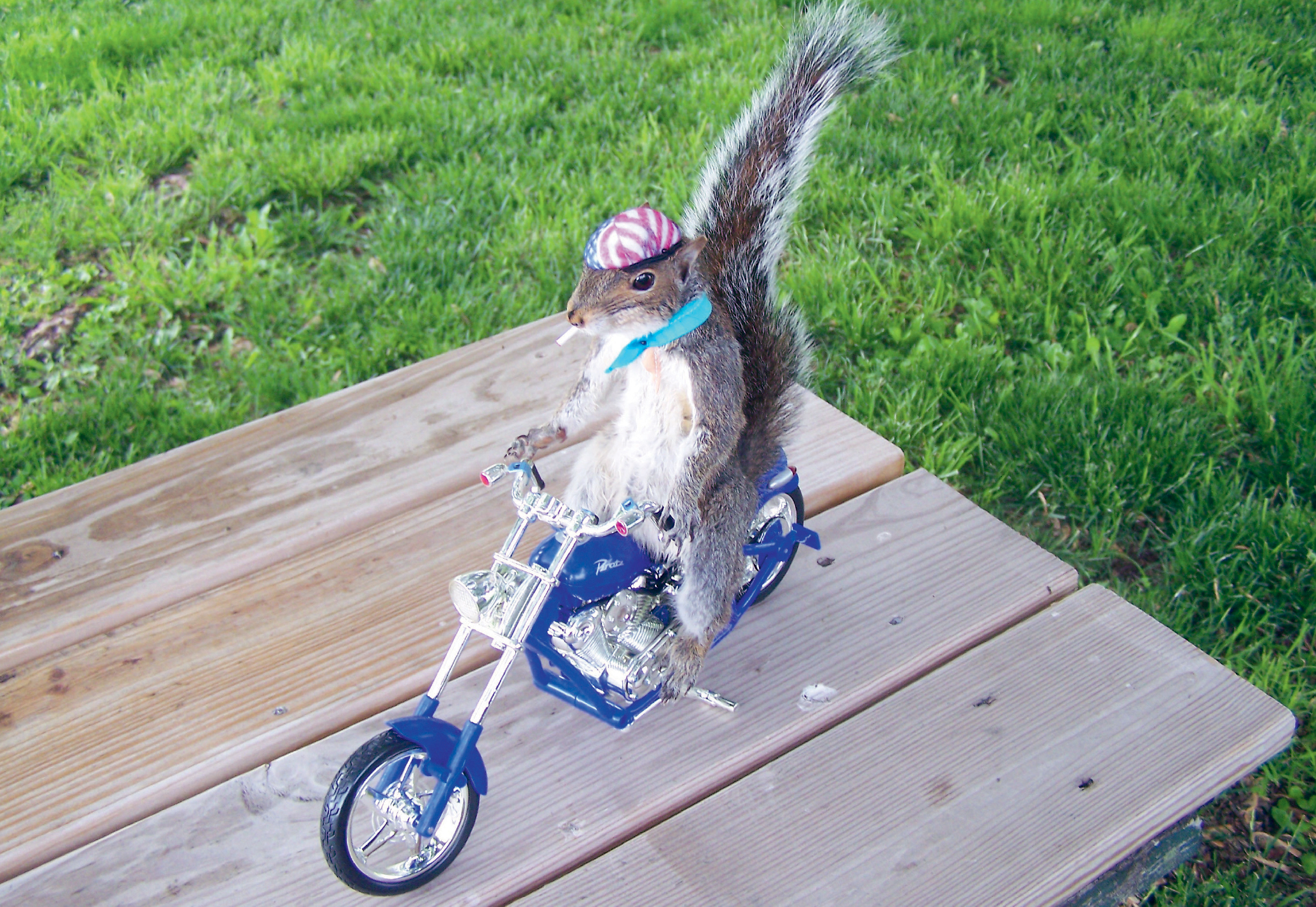 Easy rider Rick Nadeau thesquirrelholecom Bear with a sore head - photo 6