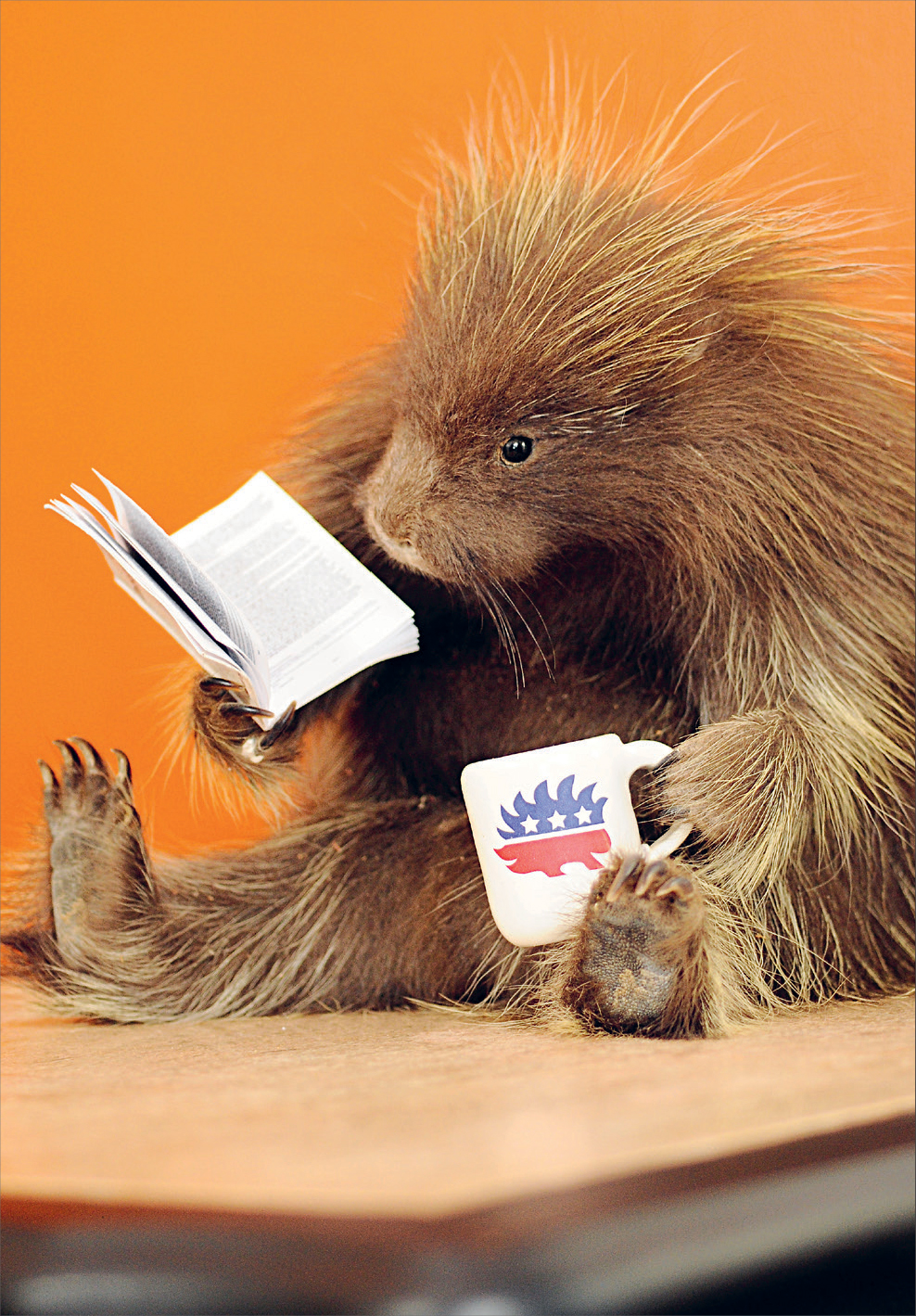 Prickly politics a young porcupine prepares for a caucus Jeremy Johnson - photo 8