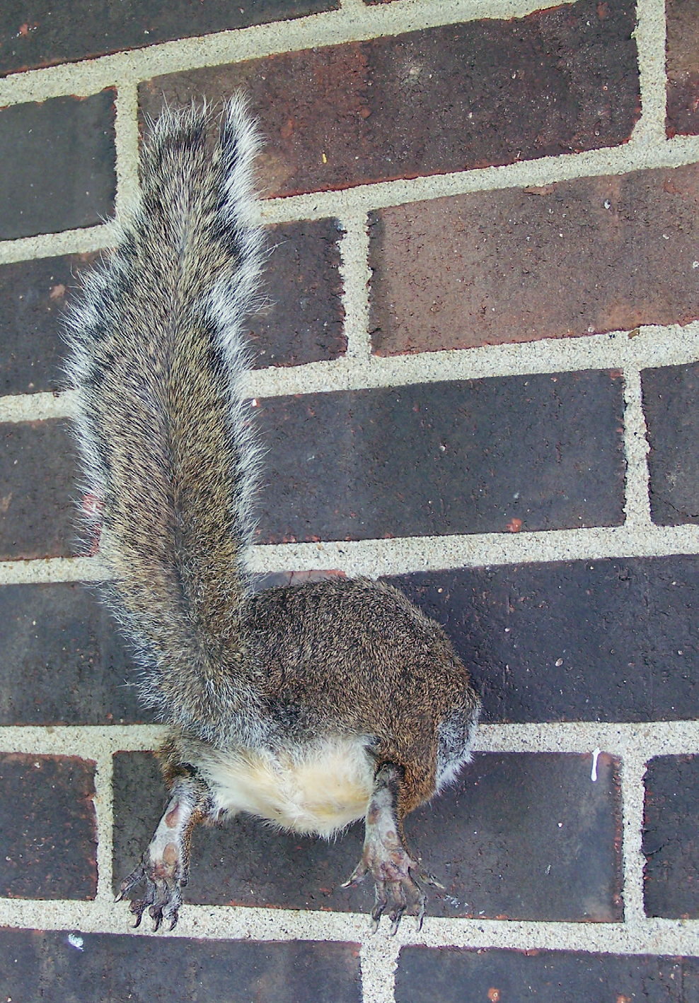 Extreme urban foraging Rick Nadeau thesquirrelholecom What are you - photo 11