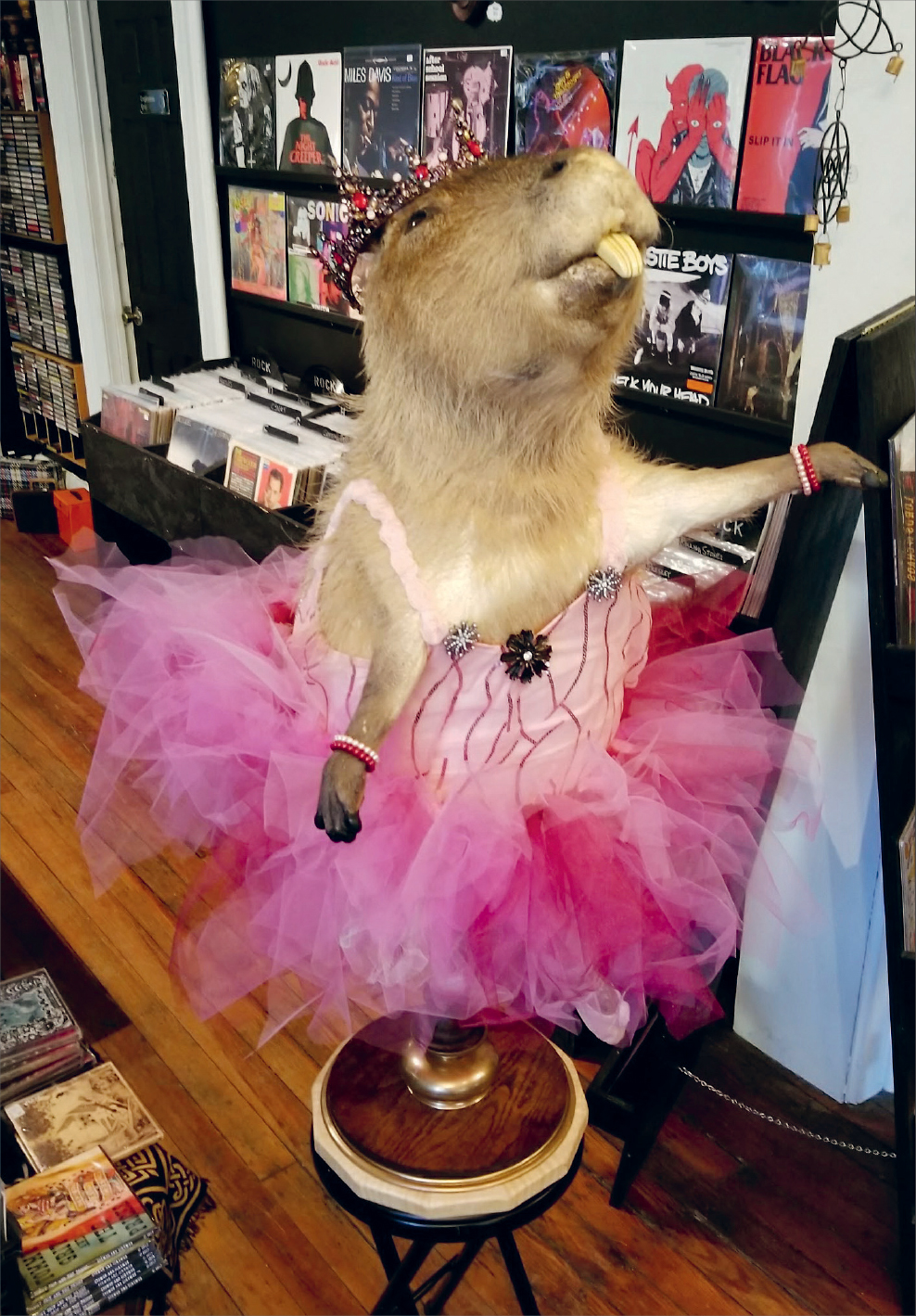 Balancing ballerina this pirouetting capybara spins on the spot Jeremy - photo 19