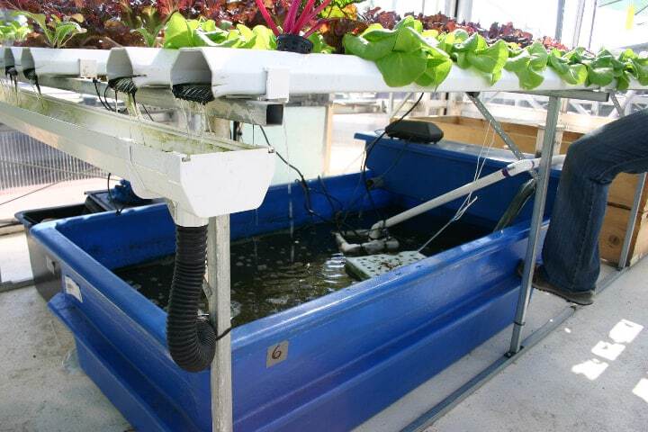 In this book youll find out more about aquaponics pros and cons the different - photo 2