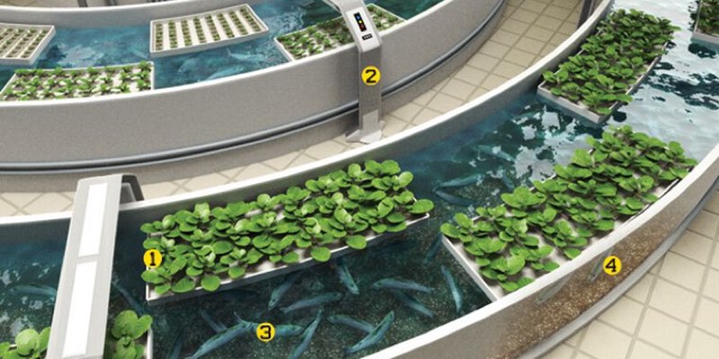 Thats where hydroponics comes in Hydroponics is the ancient practice of - photo 3