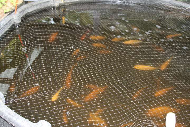 Fact Aquaponics relies on nitrifying bacteria to turn waste into nitrites and - photo 5