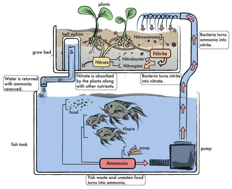 Inspired by natural processes aquaponics uses aquatic life bacteria and - photo 6