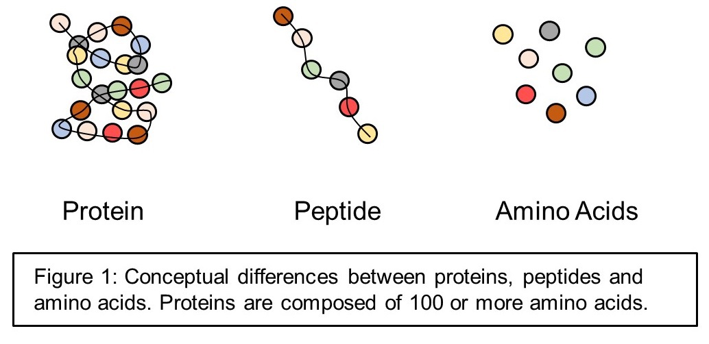 S keletal muscle accounts for approximately 40 of the body weight in humans - photo 3