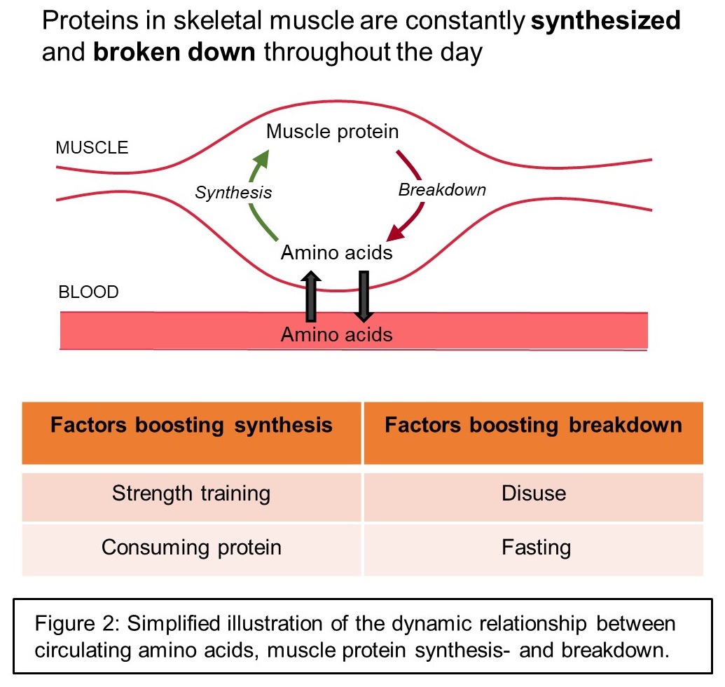 These physiological processes are integral to skeletal muscle function and we - photo 4