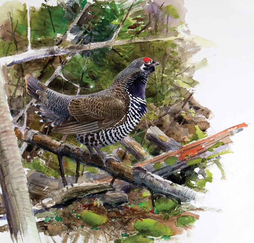 Spruce Grouse Birds of Maine Peter D Vickery - photo 4