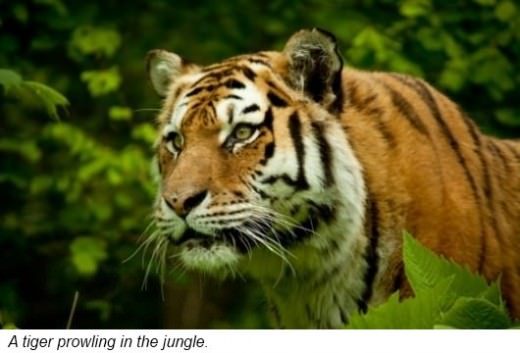 Tigers are mammals that belong to the cat family They are the largest of all - photo 1