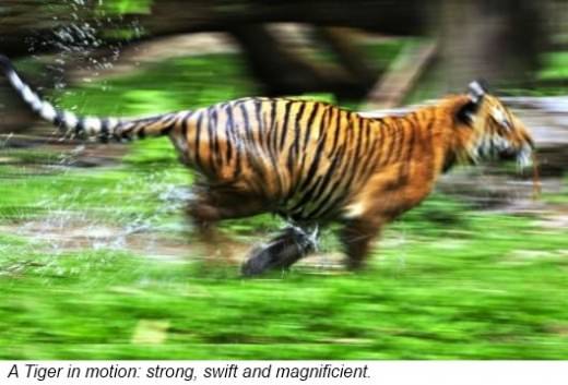 Tigers are built to be ferocious predators Adult tigers can be about 11 feet - photo 2