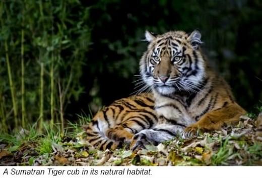 Tigers are found in a range of habitats in Asia and Far-East Russia Different - photo 3