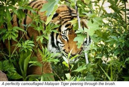 Tigers are easily recognized by the stripes on their bodies Most tigers have - photo 4