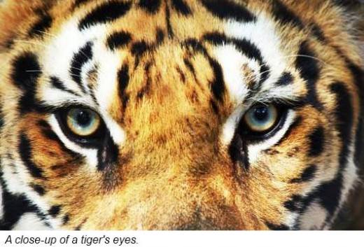 Tigers have the brightest eyes in the world Their eyes have a mirror-like - photo 5