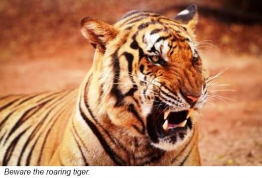 A tiger is known as a Big Cat not just because of its size but also because - photo 7