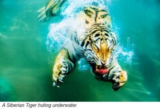 Tigers love water They are often found bathing in rivers lakes and ponds - photo 8