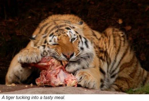 Tigers mainly eat large mammals Their favourite food is ungulates or hooved - photo 10