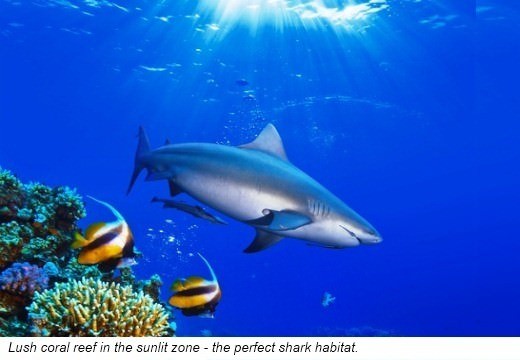 Sharks are found in warm waters across the world Most sharks prefer to live in - photo 3