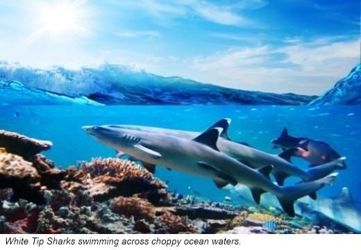 Sharks can easily change their habitat They are known to swim thousands of - photo 4