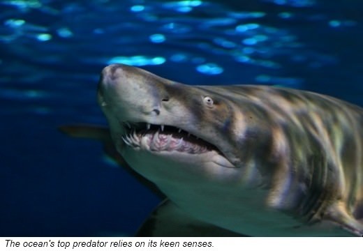 Sharks are said to be far-sighted They are able to see better from a distance - photo 5