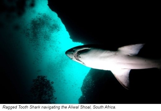 All animals emit electrical signals Sharks have electro-sensors that can pick - photo 6