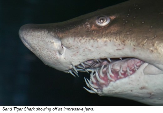 Sharks have awesome jaws Their jaws are lined with several rows of teeth They - photo 7