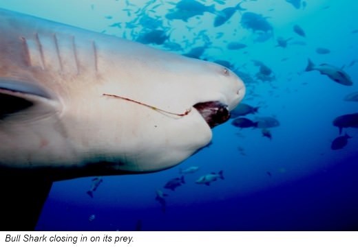 Most sharks are carnivores This means they eat the flesh of other animals - photo 8