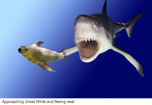 Sharks use their excellent senses to hunt Their best tool when hunting is - photo 9