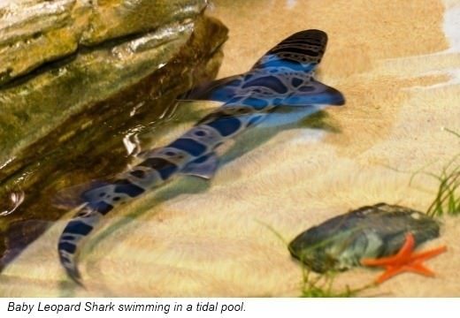 Baby sharks are called pups Some sharks hatch from eggs like birds Others - photo 11