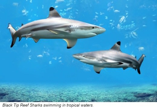 Black Tip Reef Sharks are found in the warm waters of the Pacific and Atlantic - photo 12