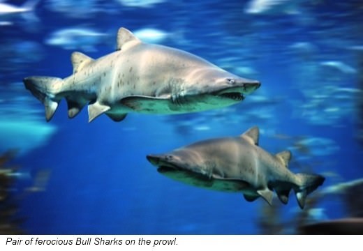 Bull Sharks are commonly found on tropical shores They often travel inland and - photo 13