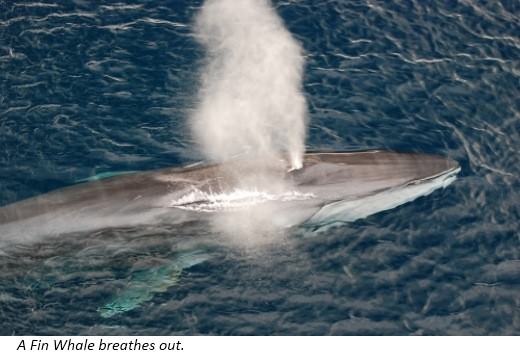 Whales breathe air They do not have gills like fish They come up to the top - photo 4