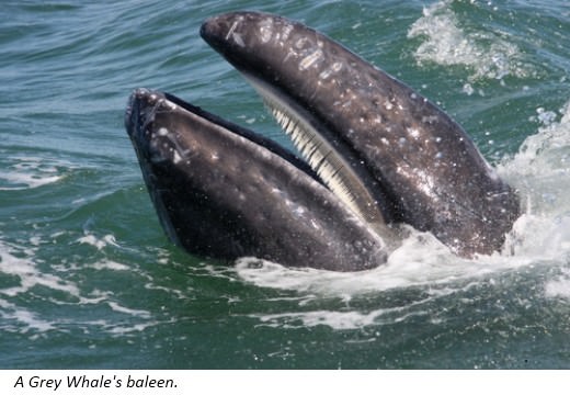 Baleen Whales have a row of plates on their upper jaws The baleen looks like - photo 6