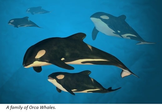 Whales live in large groups called herds Mother whales are called cows Father - photo 8