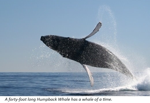 Whales are playful animals They can swim very fast They also love to leap - photo 10