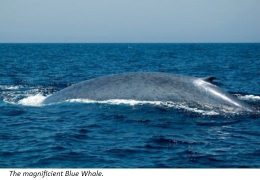 Blue Whales are the largest animals in the world They get their name from - photo 11