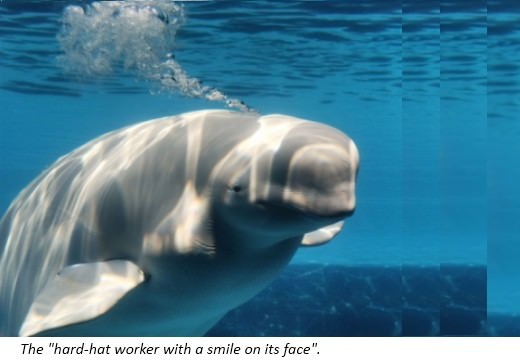 Beluga Whales are dark grey when they are born Their color fades over time - photo 12