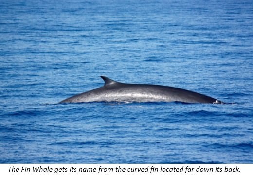 Fin Whales are the second largest animal after the Blue Whale They grow to - photo 13