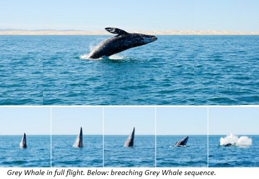 Grey Whales are medium-sized and grow to as large as 45 feet 13 meters long - photo 14