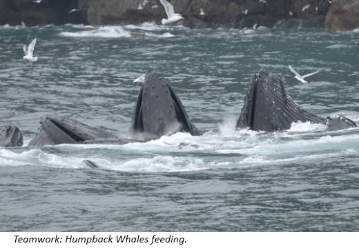 Humpback Whales feed in groups This is known as lunge feeding or bubble-net - photo 15