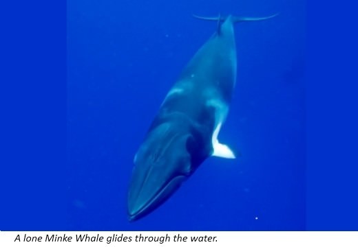 Minke Whales are one of the smallest Baleen Whales only the Pygmy Right Whales - photo 16