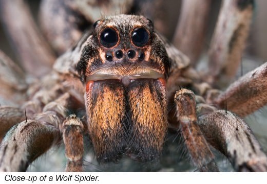 Most spiders have four pairs of eyes but they have poor sight They are mostly - photo 4