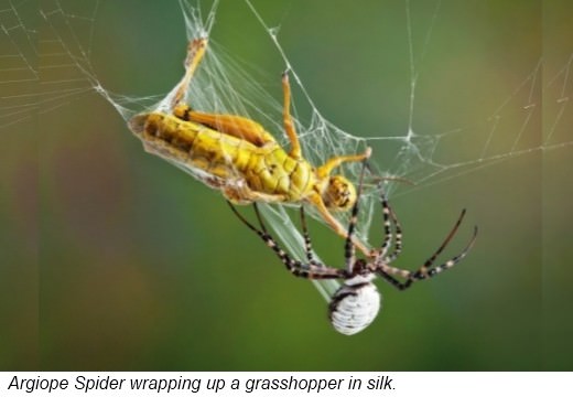 Spiders squeeze a liquid from their spinnerets to make silk This liquid is a - photo 5